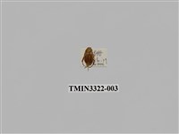 藏品(台灣微條金龜)的圖片